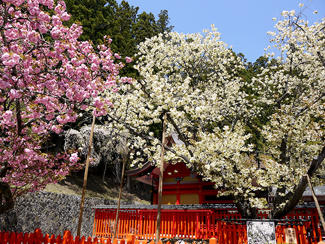 21 4 24 5 5 金櫻神社 春季例大祭 桜まつり 開催します 昇仙峡観光協会